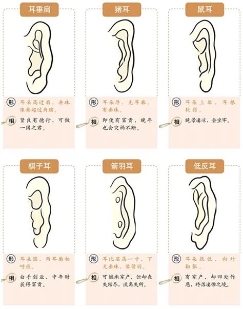 大耳 面相|面相耳朵图解【最详细版】 – 杨易德全集官网